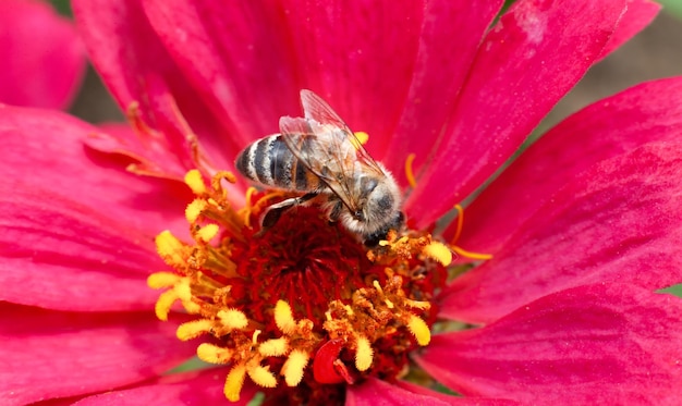 Un primer plano de una abeja en una flor rosa.