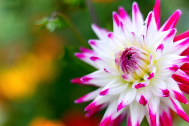 Foto primer plano de una abeja en una flor rosada