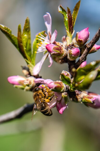 Primer plano de una abeja en una flor rosada