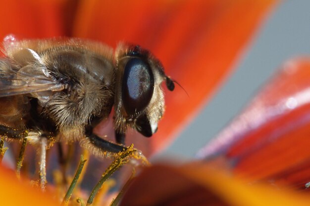 Foto primer plano de una abeja en flor