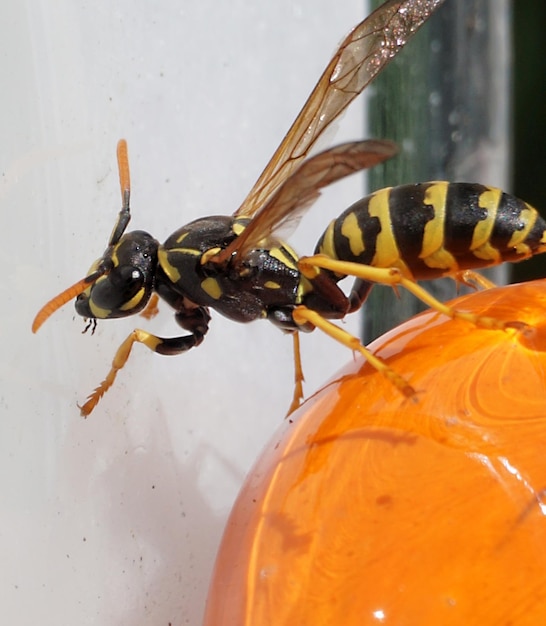 Foto primer plano de una abeja en flor