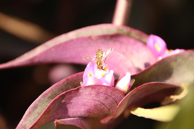 Primer plano de una abeja en flor