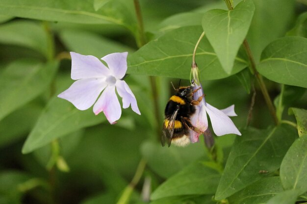 Primer plano de una abeja en flor