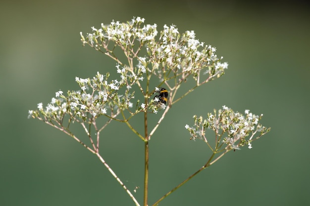 Primer plano de una abeja en flor