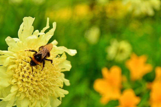 Foto primer plano de una abeja en flor