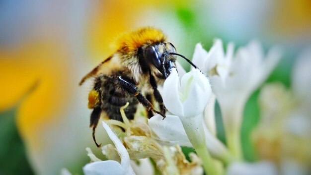 Primer plano de una abeja en flor