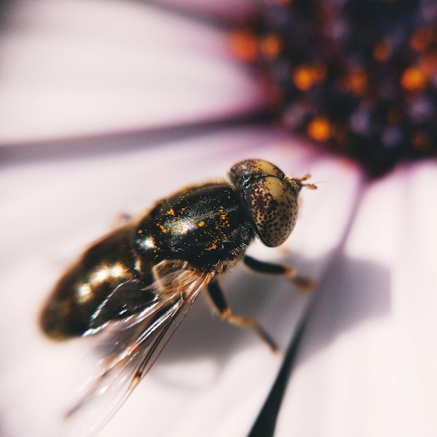 Foto primer plano de una abeja en flor