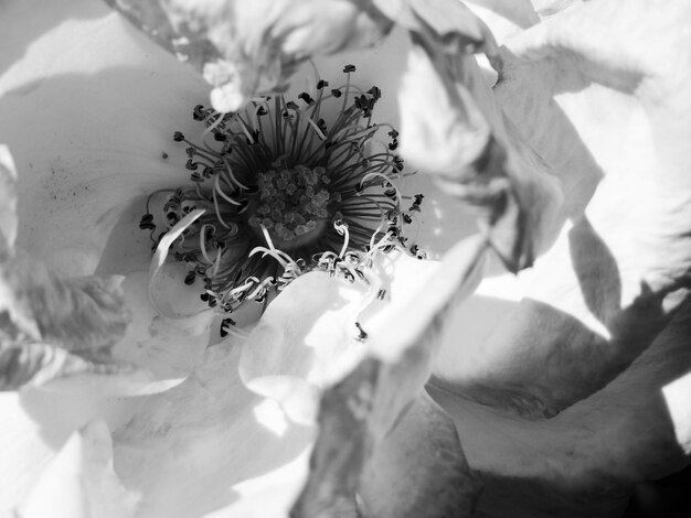 Primer plano de una abeja en flor