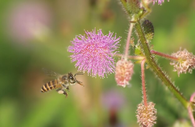 Primer plano de una abeja en flor