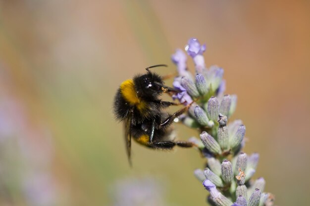 Foto primer plano de una abeja en flor