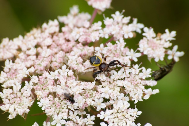 Foto primer plano de una abeja en flor