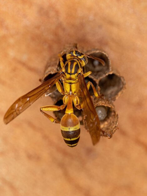 Foto primer plano de una abeja en flor