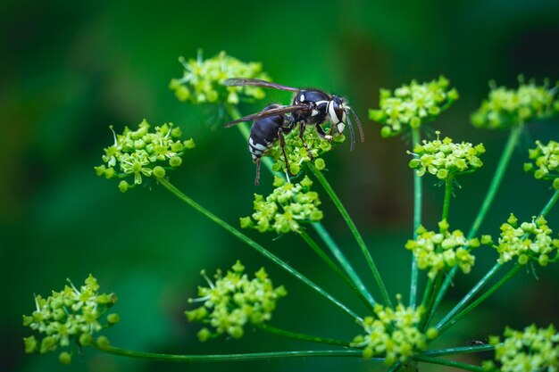 Primer plano de una abeja en flor