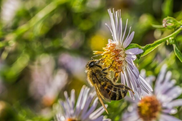 Foto primer plano de una abeja en flor