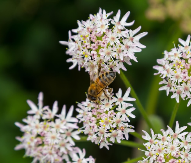 Foto primer plano de una abeja en flores blancas