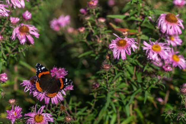 Primer plano de una abeja en flores púrpuras