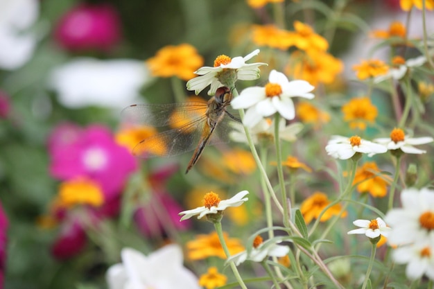 Foto primer plano de una abeja en las flores