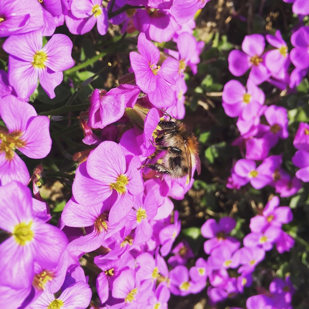 Foto primer plano de una abeja en las flores