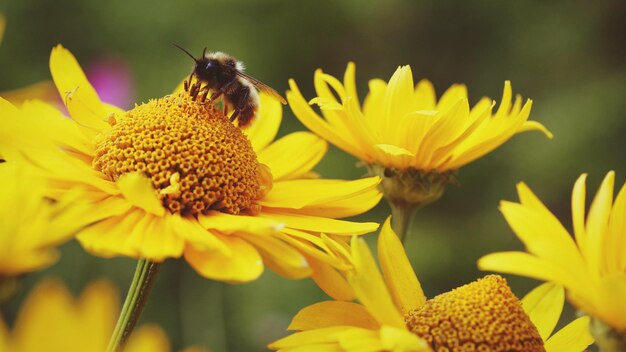 Foto primer plano de una abeja en el girasol