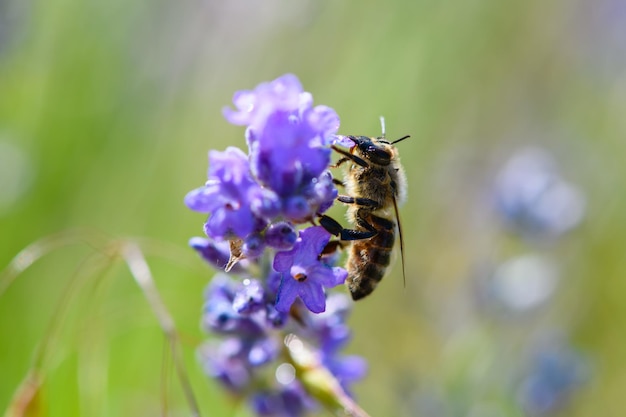 Primer plano de una abeja en una hermosa lavanda que florece a principios de verano en un día soleado con un suave bokeh de fondo