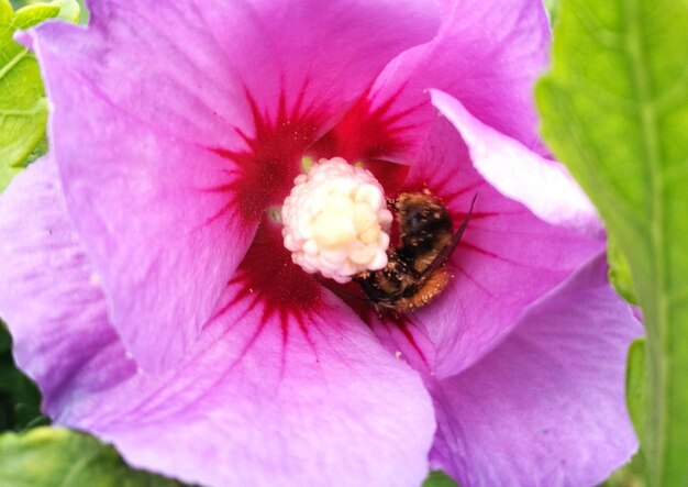 Un primer plano de una abeja en un hibisco rosado