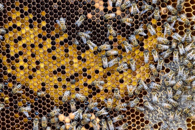 Foto primer plano de una abeja en una hoja amarilla