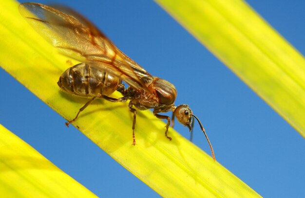 Foto primer plano de una abeja en una hoja amarilla