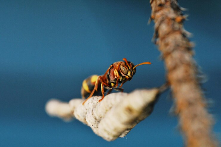 Foto primer plano de una abeja en una hoja contra el cielo azul