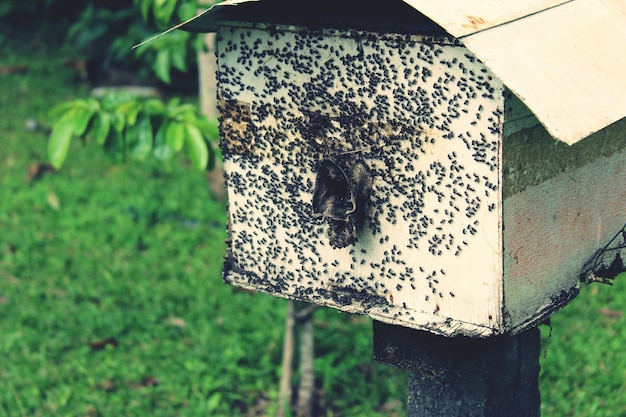 Foto primer plano de una abeja en una hoja contra un fondo borroso