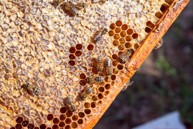 Foto primer plano de una abeja en una hoja