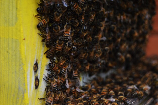 Primer plano de una abeja en una hoja