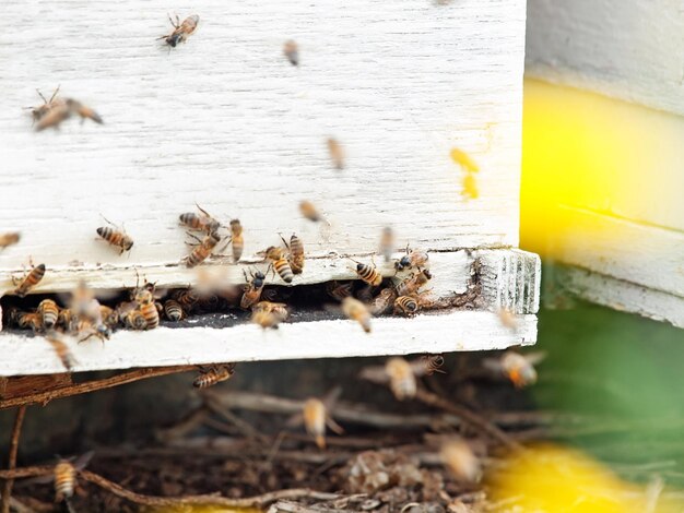 Foto primer plano de una abeja en madera