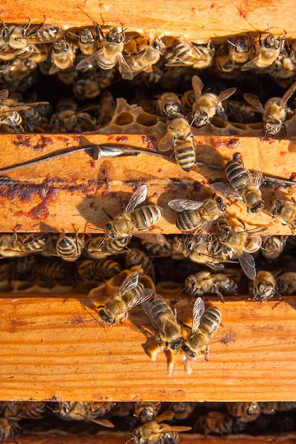 Primer plano de una abeja en madera