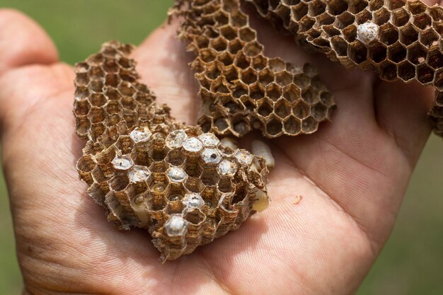 Primer plano de la abeja en la mano