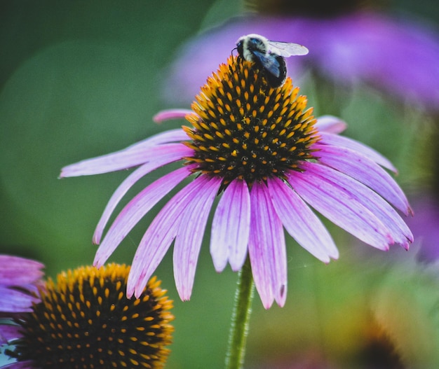 Primer plano de una abeja melífera en una coneflower púrpura