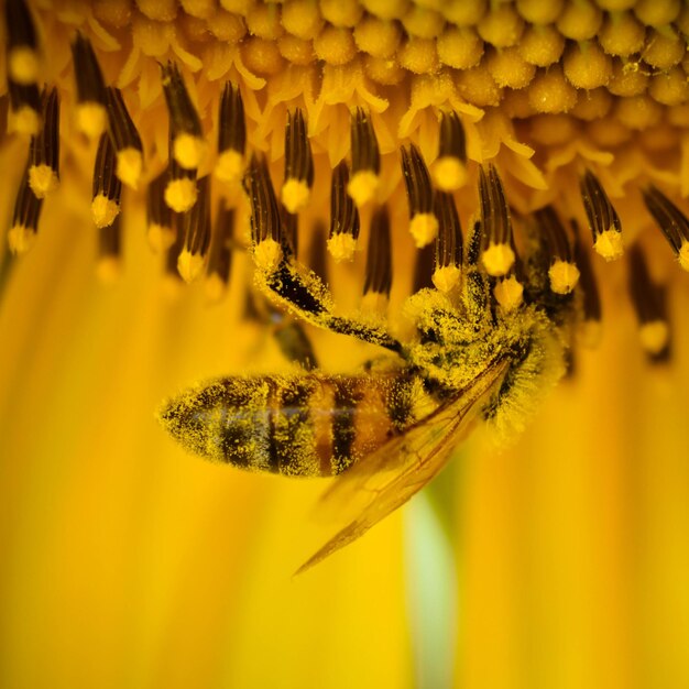 Foto primer plano de una abeja melífera en una flor amarilla