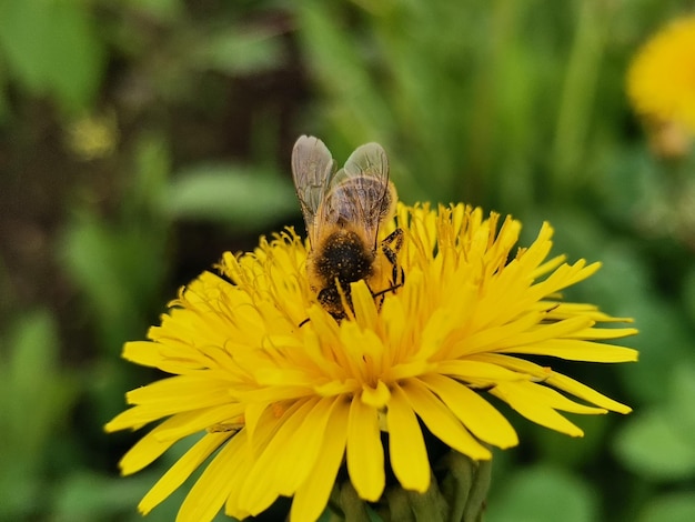 Foto primer plano de una abeja melífera en una flor amarilla