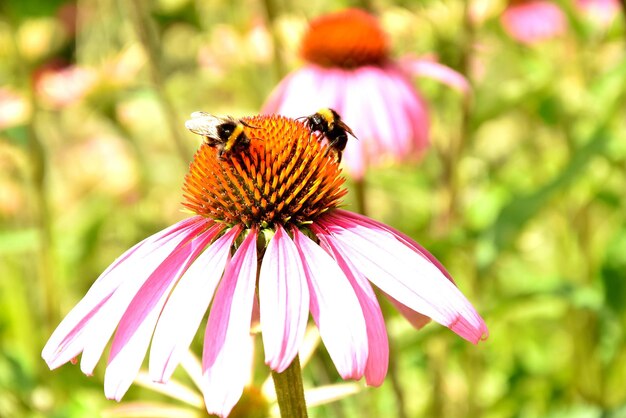 Primer plano de una abeja melífera en una flor de cono púrpura