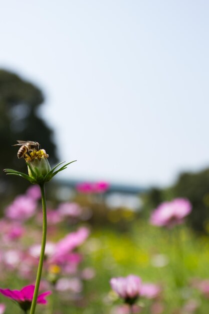 Primer plano de una abeja melífera en una flor del cosmos contra un cielo despejado
