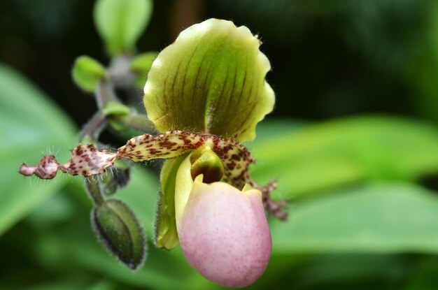 Foto primer plano de una abeja melífera en flor