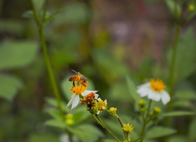 Foto primer plano de una abeja melífera en flor