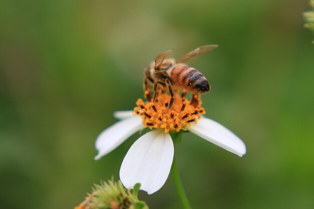 Foto primer plano de una abeja melífera en flor