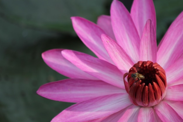 Primer plano de una abeja melífera en el lirio de agua del loto