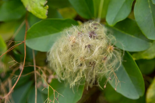 Foto primer plano de la abeja melífera en la planta