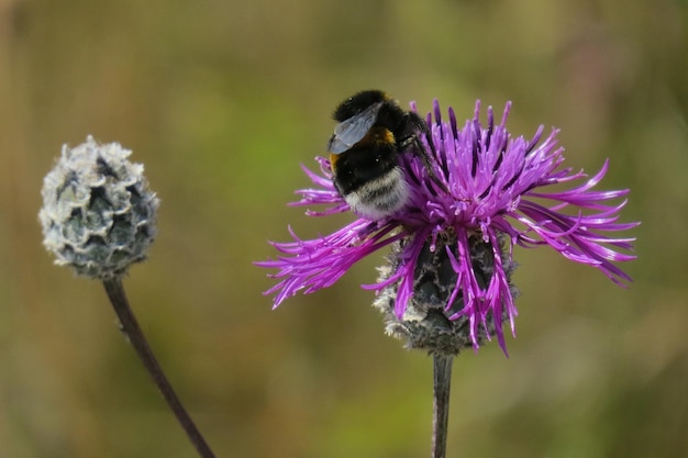 Foto primer plano de la abeja melífera polinizando una flor púrpura