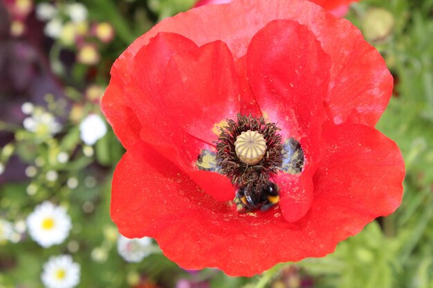 Foto primer plano de una abeja melífera que se alimenta de amapola de maíz