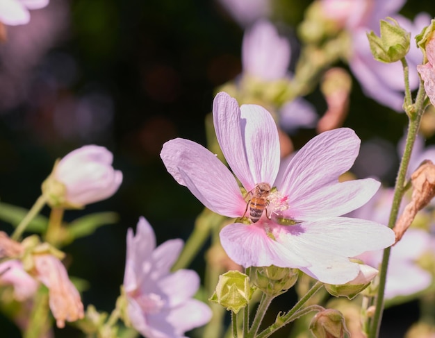 Primer plano de una abeja de miel sentada en una flor de malva almizclera rosa en un jardín privado y aislado Detalle texturizado de una malva moschata floreciente con fondo de espacio de copia bokeh y polinización de insectos