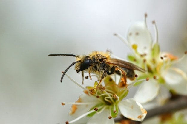 Primer plano de una abeja minera de cola naranja en una flor