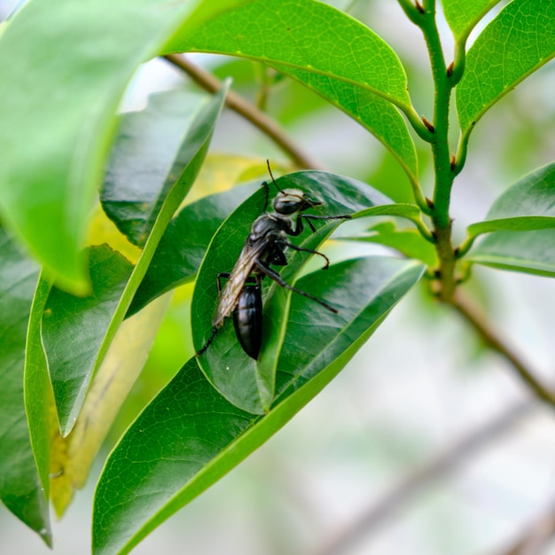 primer plano de una abeja negra en una hoja