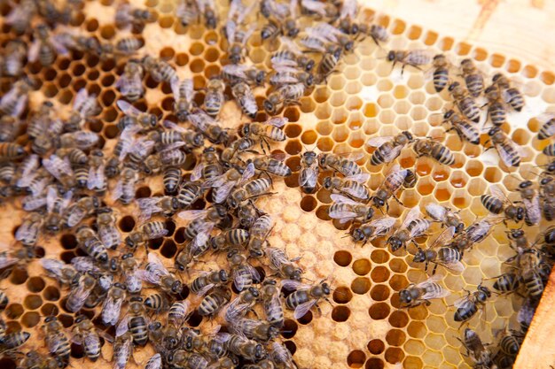 Primer plano de una abeja en la pared